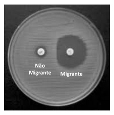 Bactericida vs. Bacteriostático - TNS Nano